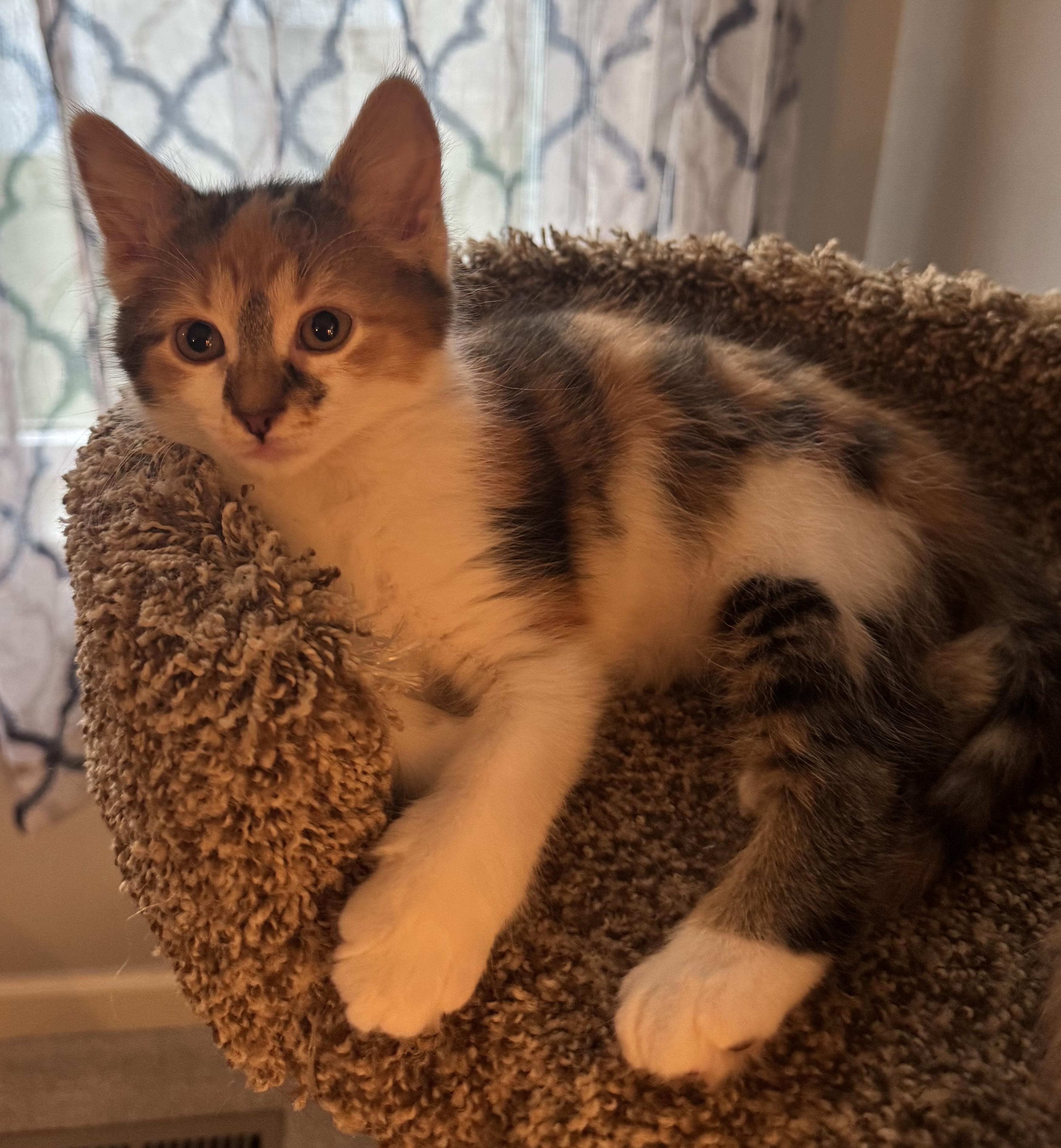 Spark Plug (siblings are Lug Nut and Chassis), a ADOPTABLE Calico in Brighton, MI image 5/5