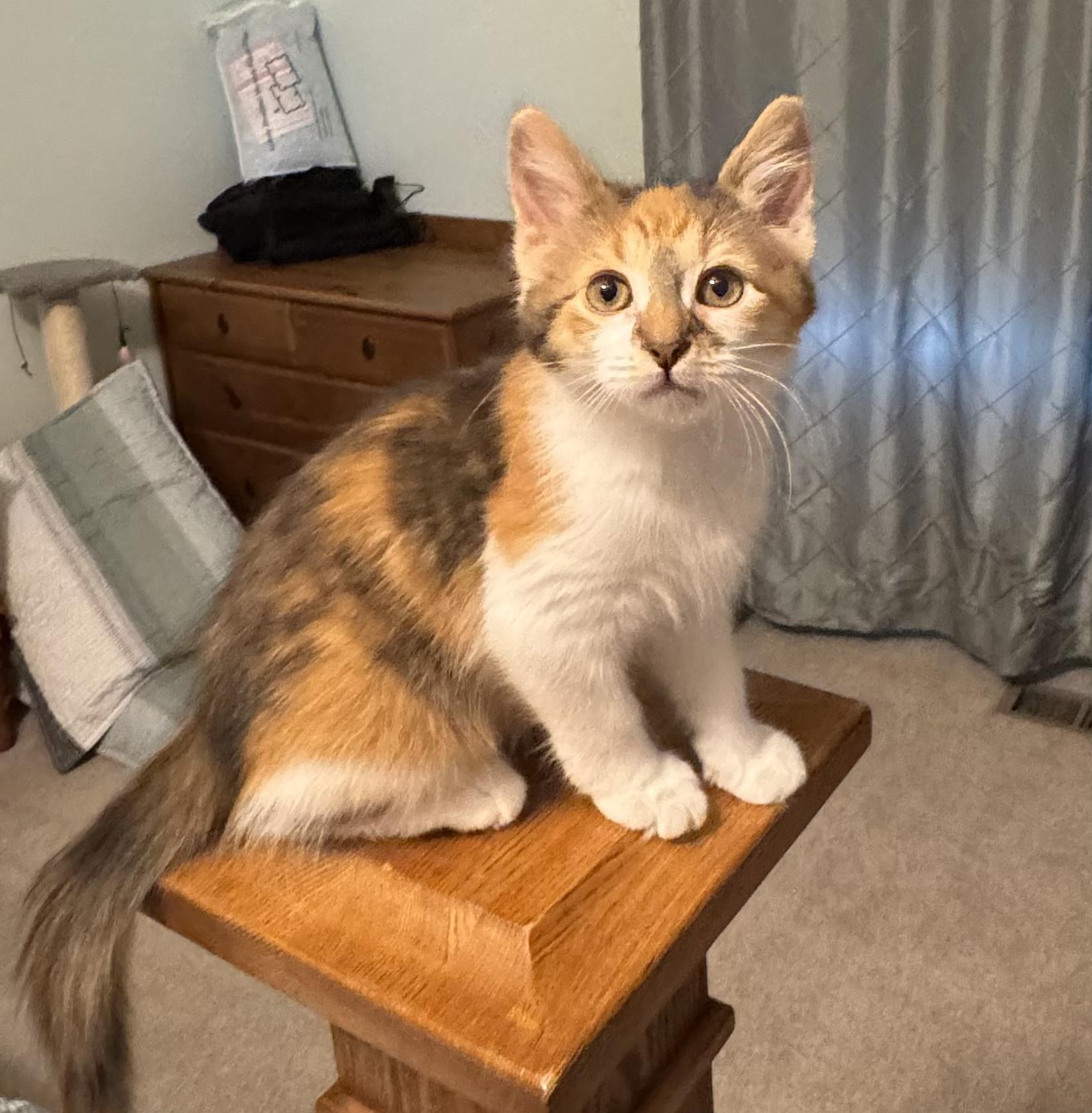 Spark Plug (siblings are Lug Nut and Chassis), a ADOPTABLE Calico in Brighton, MI image 2/5