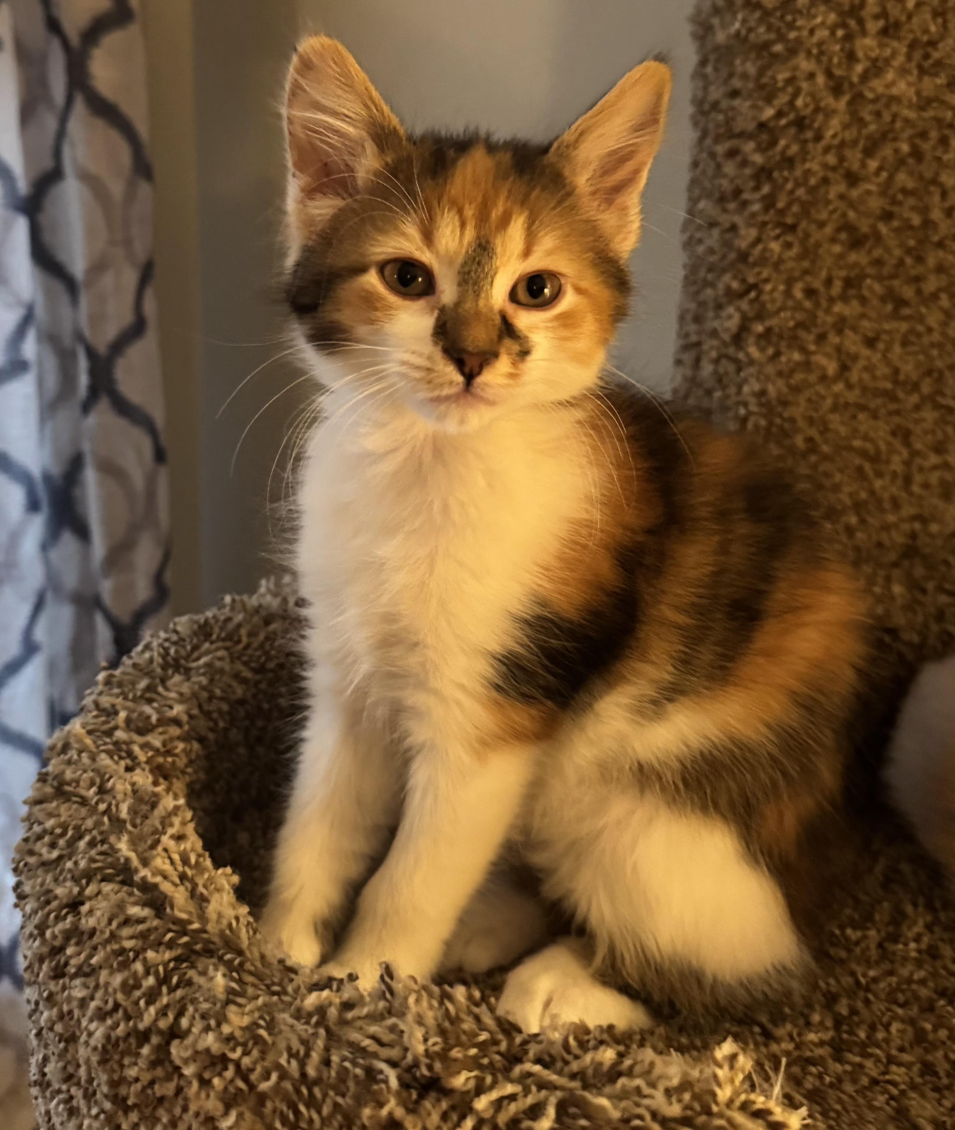 Spark Plug (siblings are Lug Nut and Chassis), a ADOPTABLE Calico in Brighton, MI image 1/5