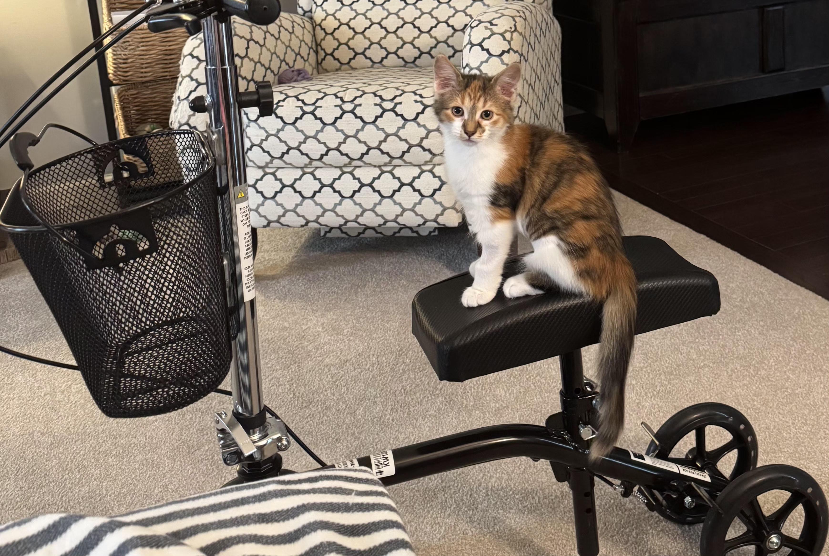 Spark Plug (siblings are Lug Nut and Chassis), a ADOPTABLE Calico in Brighton, MI image 3/5