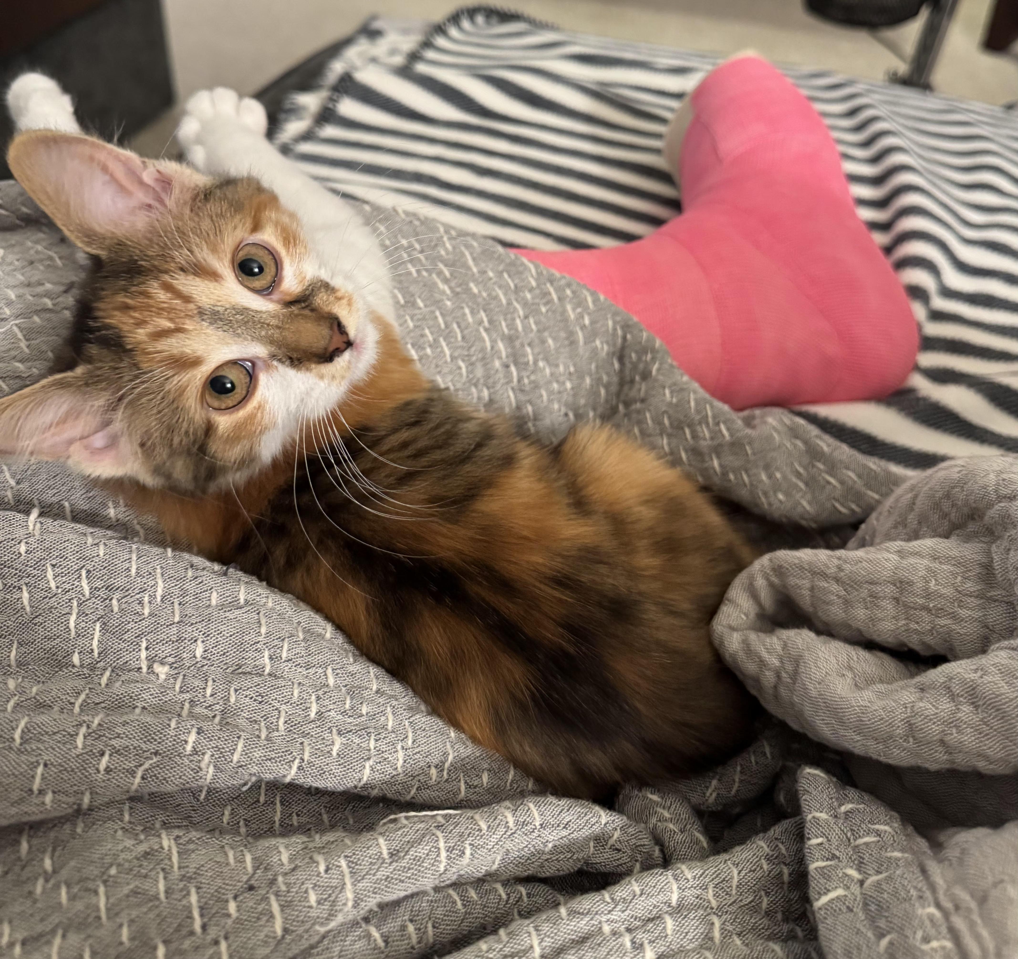 Spark Plug (siblings are Lug Nut and Chassis), a ADOPTABLE Calico in Brighton, MI image 4/5