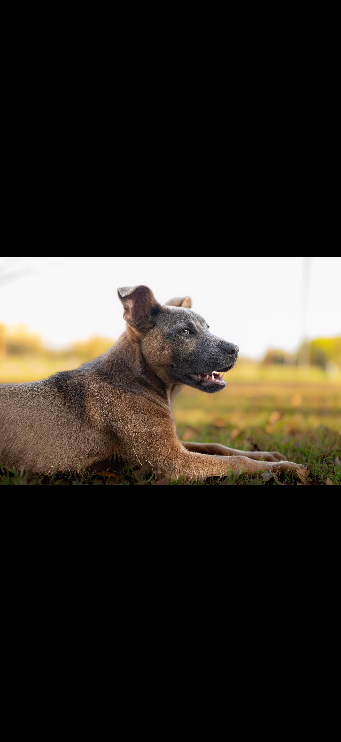 Queso Fresco, Adoptable, Puppy Female Belgian Shepherd / Malinois.