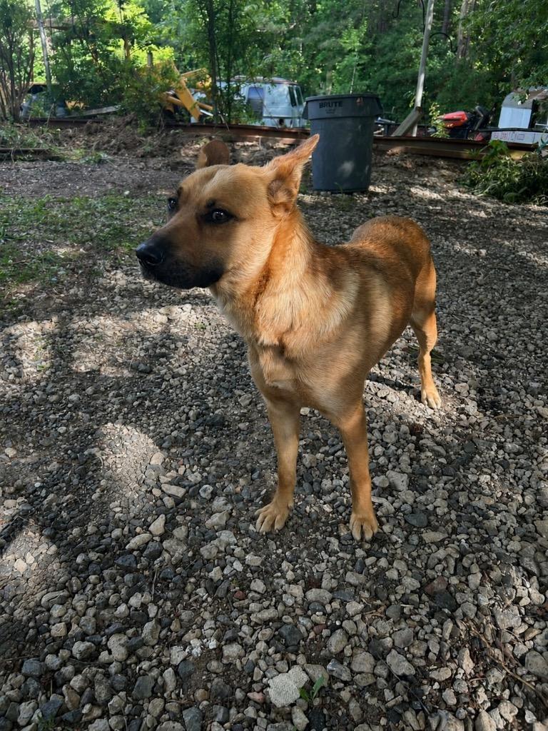 Marge, Adoptable, Young Female Mixed Breed.