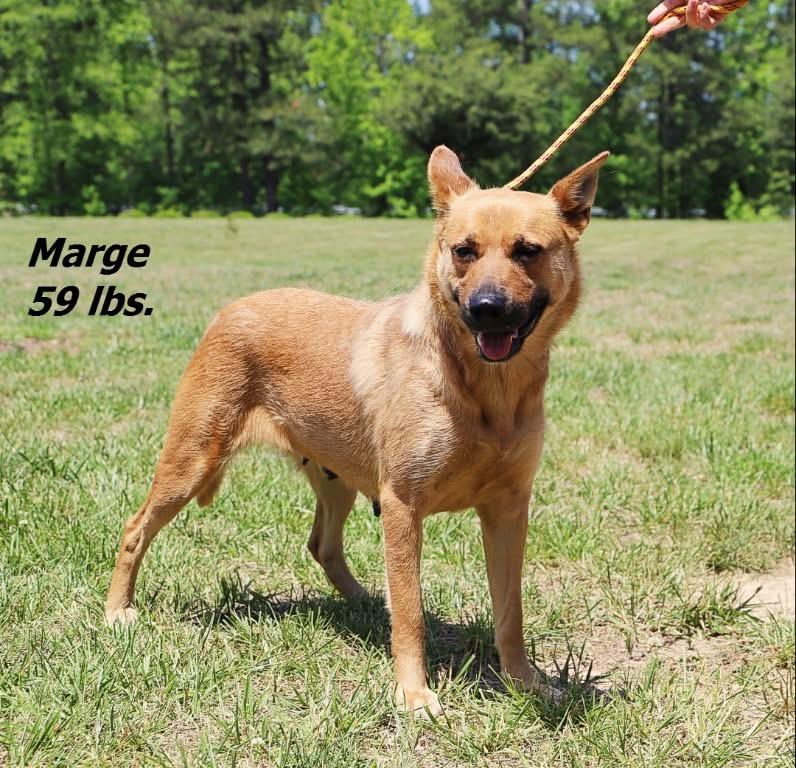 Enlarge Marge, a Adoptable mixed breed in Oxford, NC image 1/1