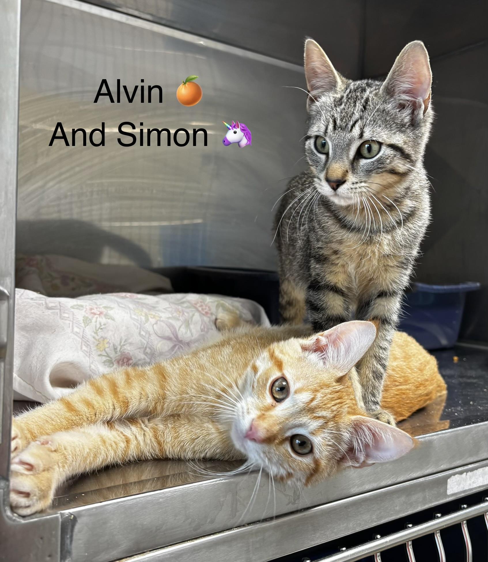 Alvin and Simon, Adoptable, Kitten Male Domestic Short Hair.