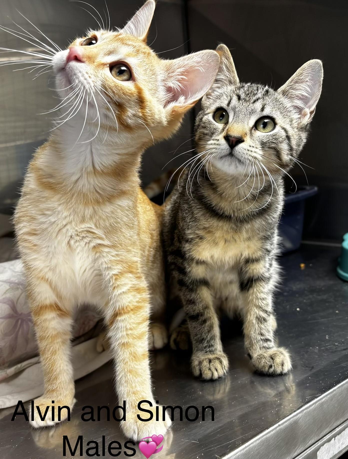 Enlarge Alvin and Simon, a Adoptable mixed breed in Calais, ME image 2/2