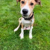 Enlarge Fenwick, a ADOPTABLE mixed breed in Albany, NY image 3/3