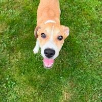 Enlarge Fenwick, a ADOPTABLE mixed breed in Albany, NY image 2/3