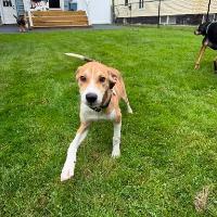 Fenwick, ADOPTABLE, Young Male Hound.
