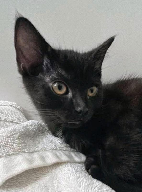 Jellybean thumbnail 2