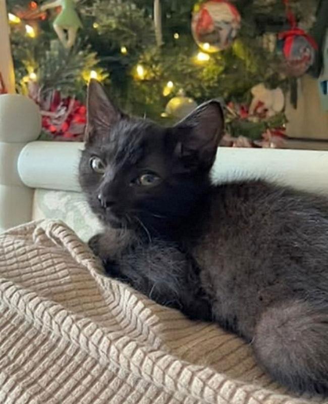 Jellybean thumbnail 3