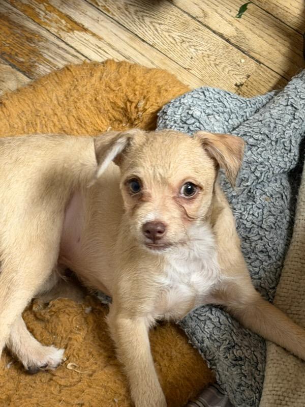 Enlarge Peter, a Adoptable mixed breed in Hewitt, NJ image 1/2