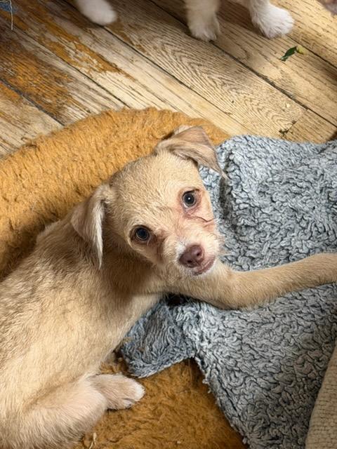 Enlarge Peter, a Adoptable mixed breed in Hewitt, NJ image 2/2