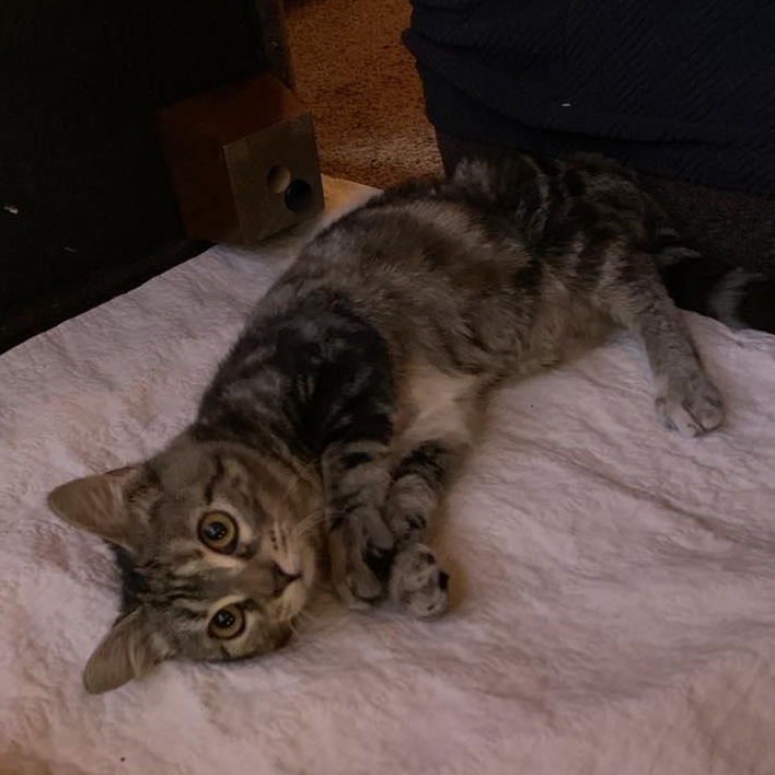 Enlarge Turtle, a Adoptable Tabby in Hawley, PA image 4/4