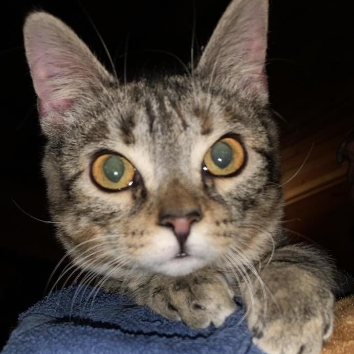 Enlarge Turtle, a Adoptable Tabby in Hawley, PA image 1/4