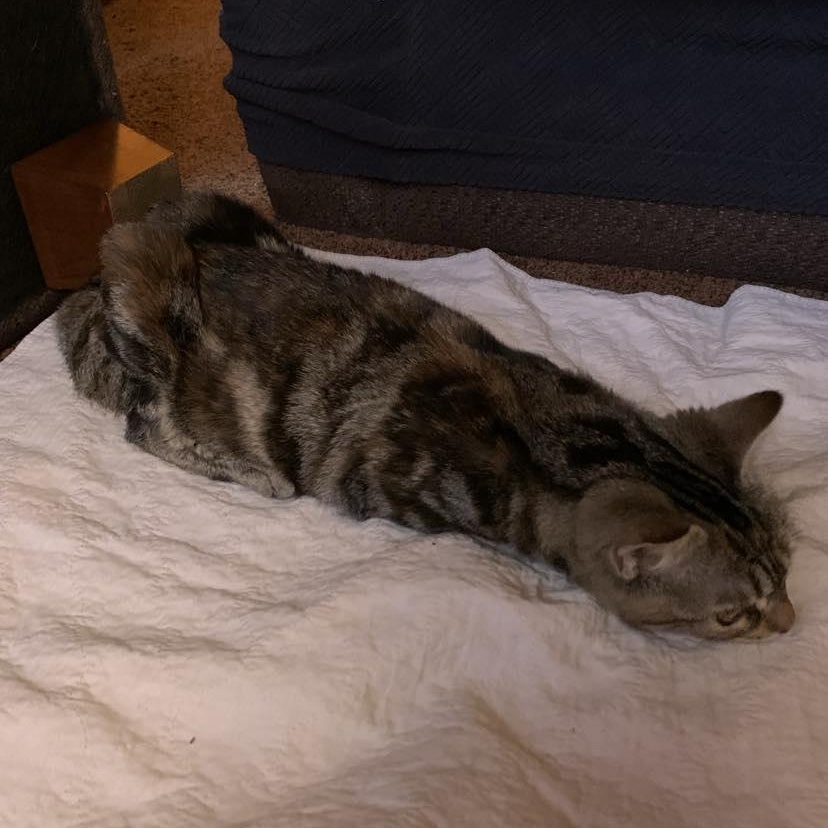 Enlarge Turtle, a Adoptable Tabby in Hawley, PA image 2/4