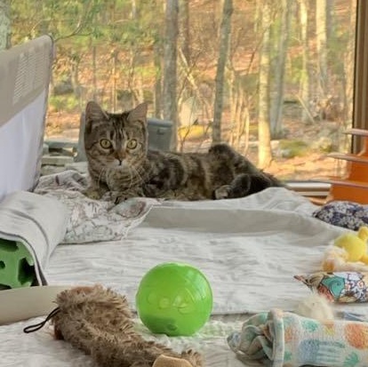 Enlarge Turtle, a Adoptable Tabby in Hawley, PA image 3/4