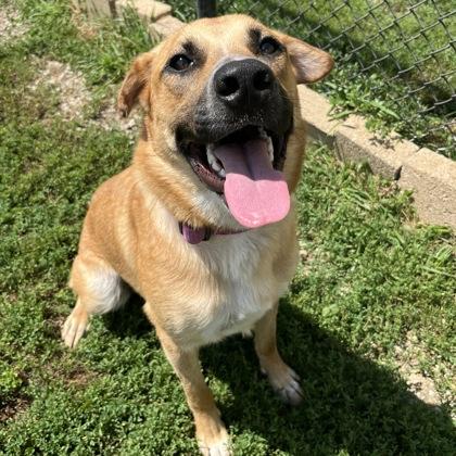 Gibbs, ADOPTABLE, Young Male Mixed Breed.