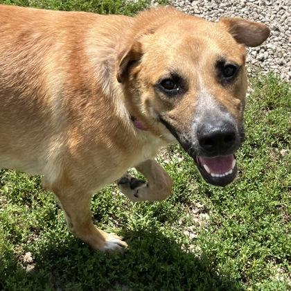 Enlarge Gibbs, a ADOPTABLE Mixed Breed in Dubuque, IA image 2/2