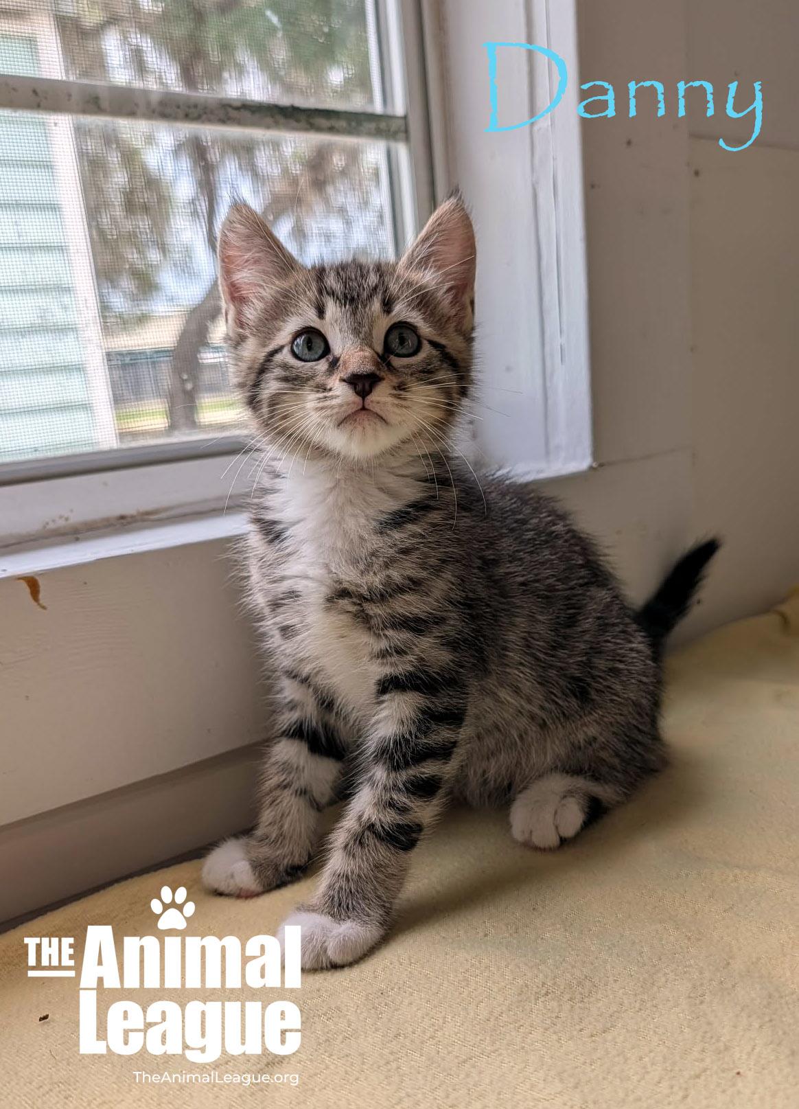 Danny, ADOPTABLE, Kitten Male Domestic Short Hair.