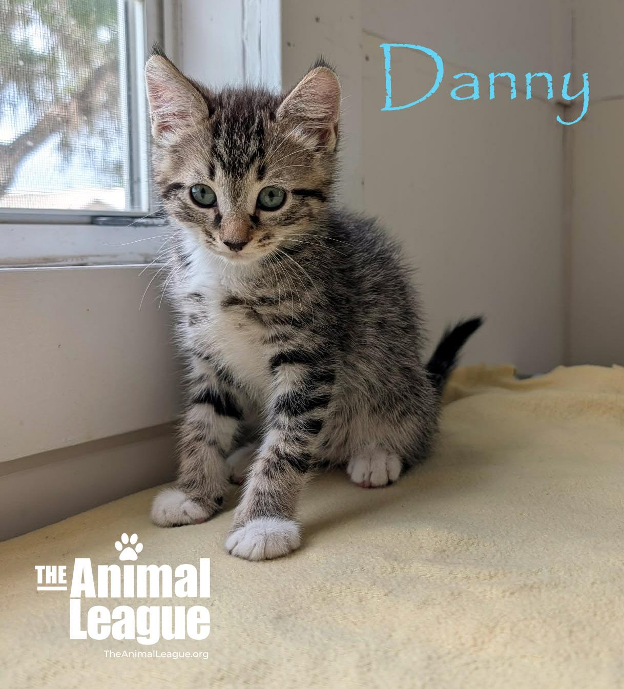Enlarge Danny, a ADOPTABLE mixed breed in Groveland, FL image 3/4