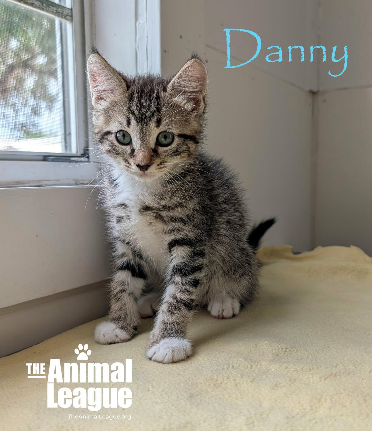 Enlarge Danny, a ADOPTABLE mixed breed in Groveland, FL image 2/4