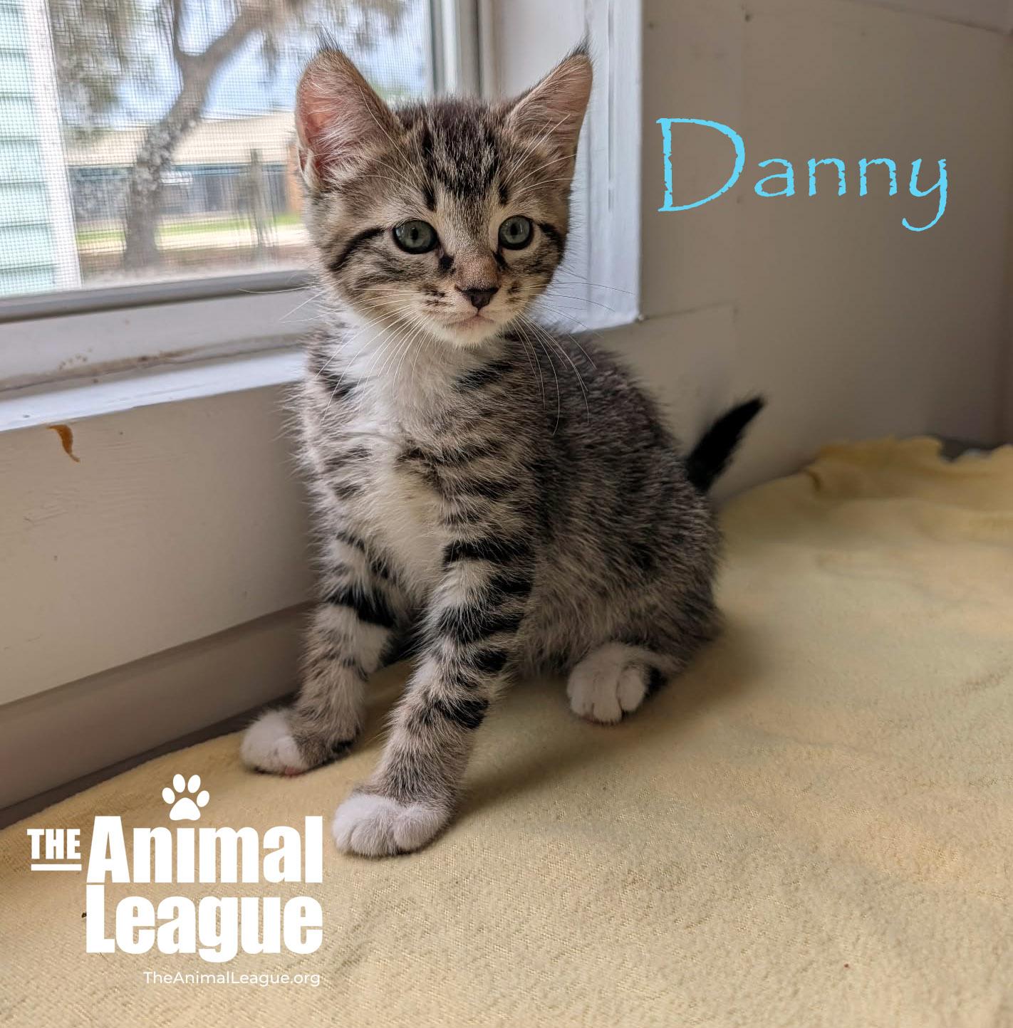 Enlarge Danny, a ADOPTABLE mixed breed in Groveland, FL image 4/4