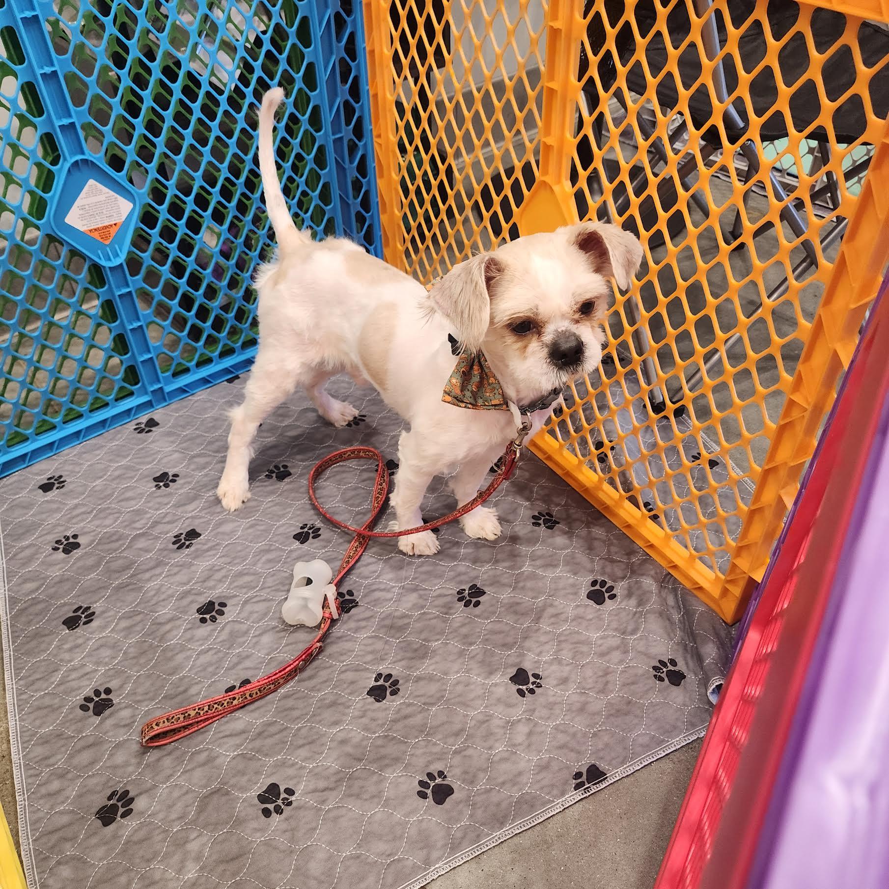 Grover, an adopted mixed breed in Cumming, GA image 6/6