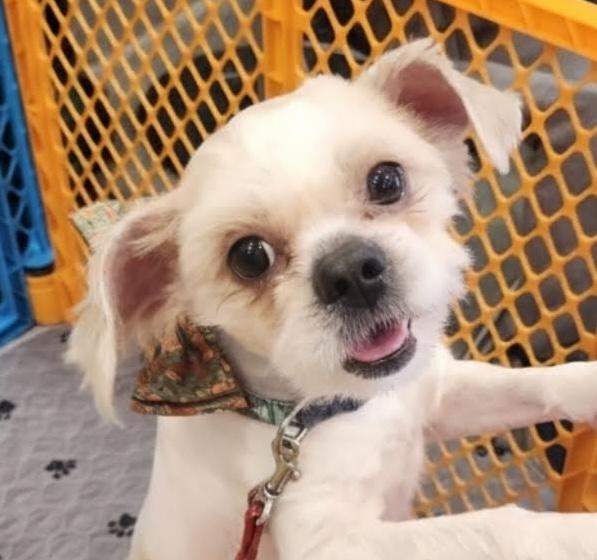 Grover, an adopted mixed breed in Cumming, GA image 1/6