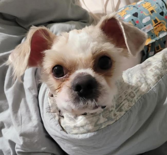 Enlarge Grover, a ADOPTABLE mixed breed in Cumming, GA image 1/4