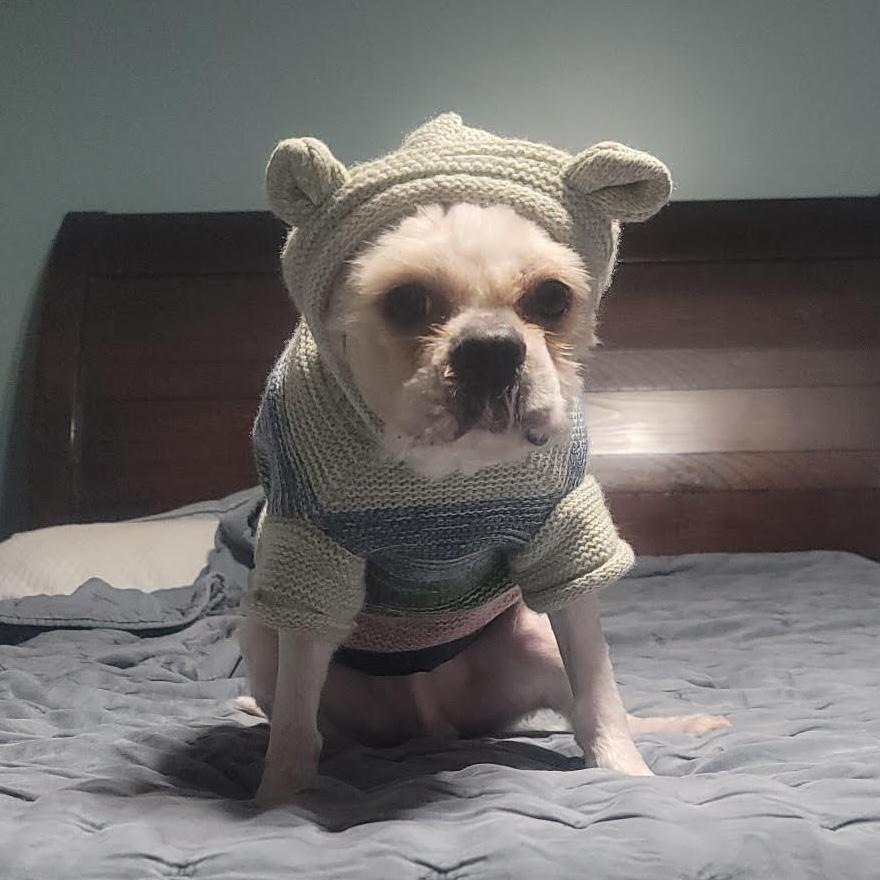 Enlarge Grover, a ADOPTABLE mixed breed in Cumming, GA image 2/4