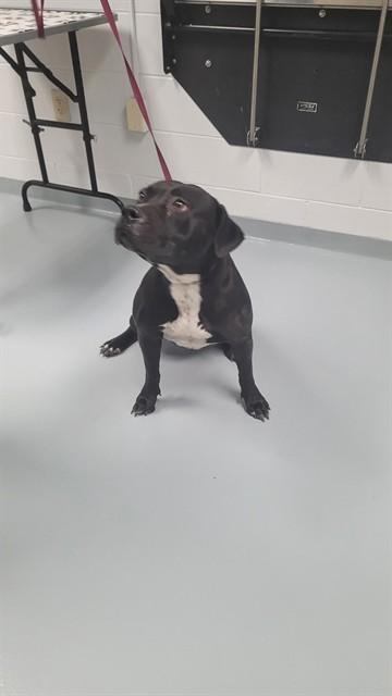 Enlarge LAX, a Adoptable mixed breed in Saint Cloud, FL image 1/1