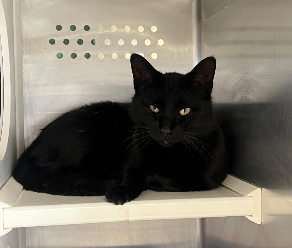 Tobias, Adoptable, Adult Male Domestic Short Hair.