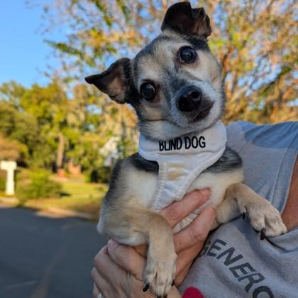 Mini Blue, a Adoptable mixed breed in Savannah, GA image 1/3