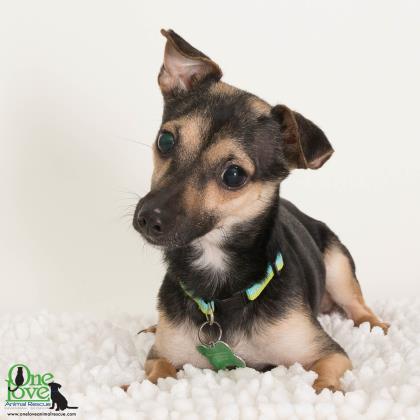 Mini Blue, a Adoptable mixed breed in Savannah, GA image 2/3