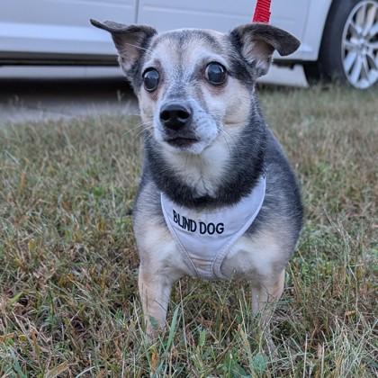 Mini Blue, a Adoptable mixed breed in Savannah, GA image 3/3