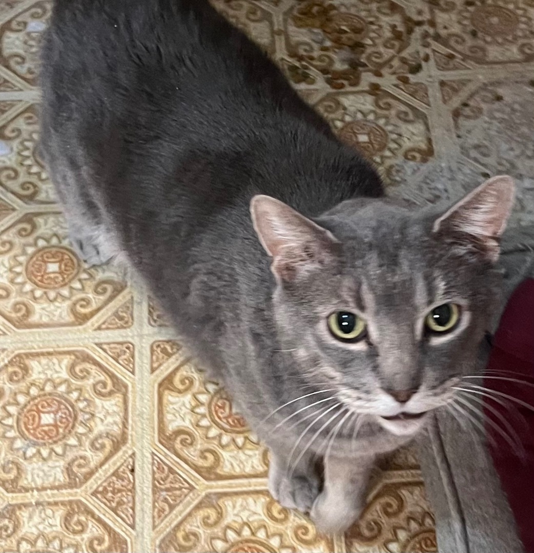 Enlarge Grayson, a Adoptable Domestic Short Hair in Cranford, NJ image 1/5