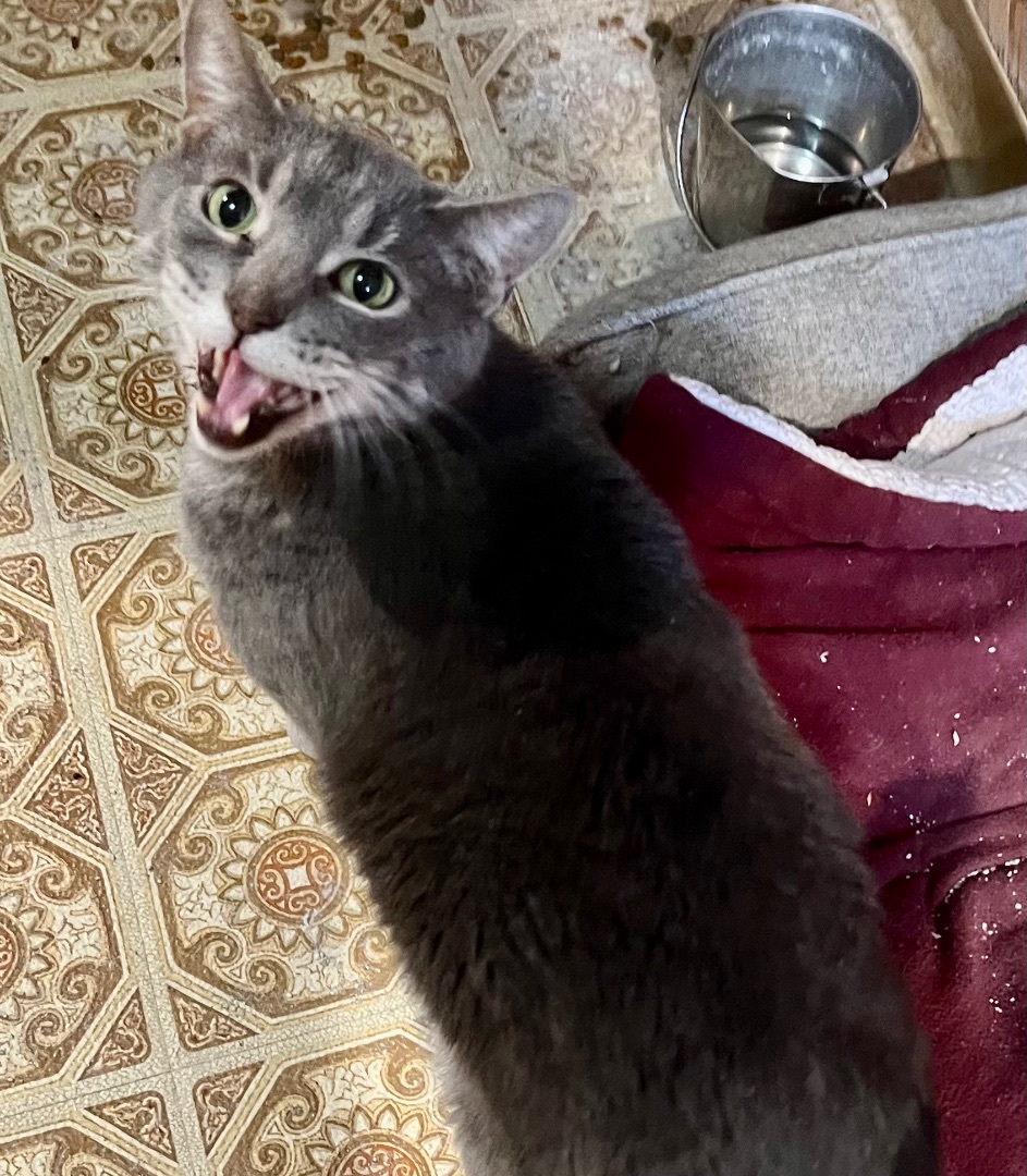 Enlarge Grayson, a Adoptable Domestic Short Hair in Cranford, NJ image 2/5