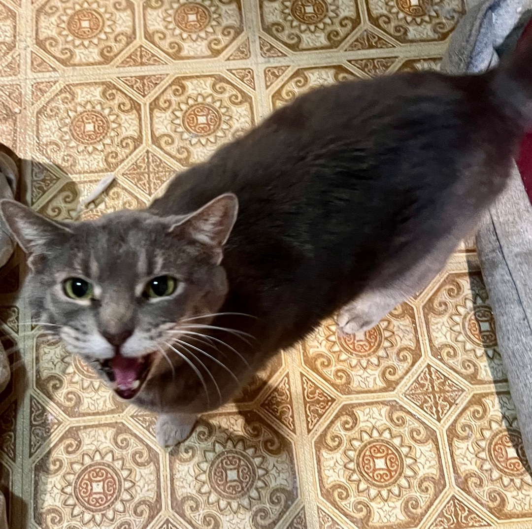 Enlarge Grayson, a Adoptable Domestic Short Hair in Cranford, NJ image 3/5