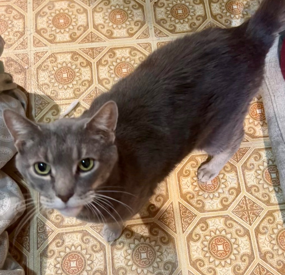 Enlarge Grayson, a Adoptable Domestic Short Hair in Cranford, NJ image 4/5