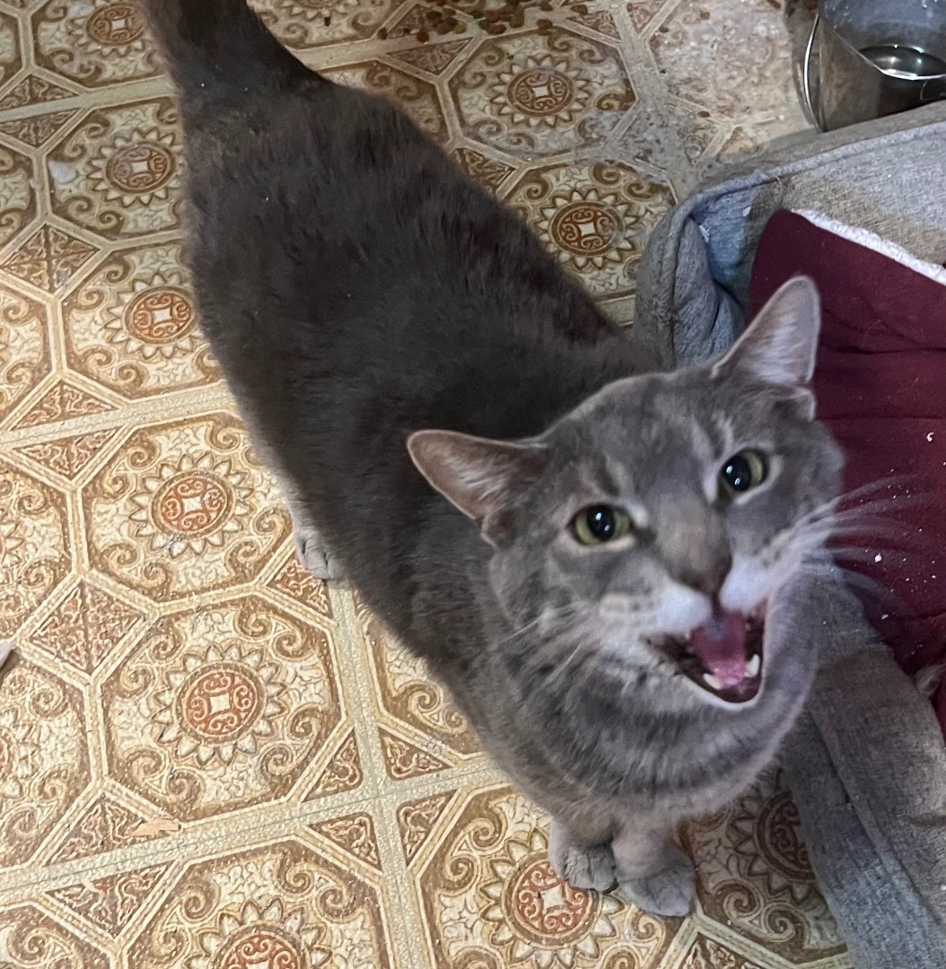 Enlarge Grayson, a Adoptable Domestic Short Hair in Cranford, NJ image 5/5