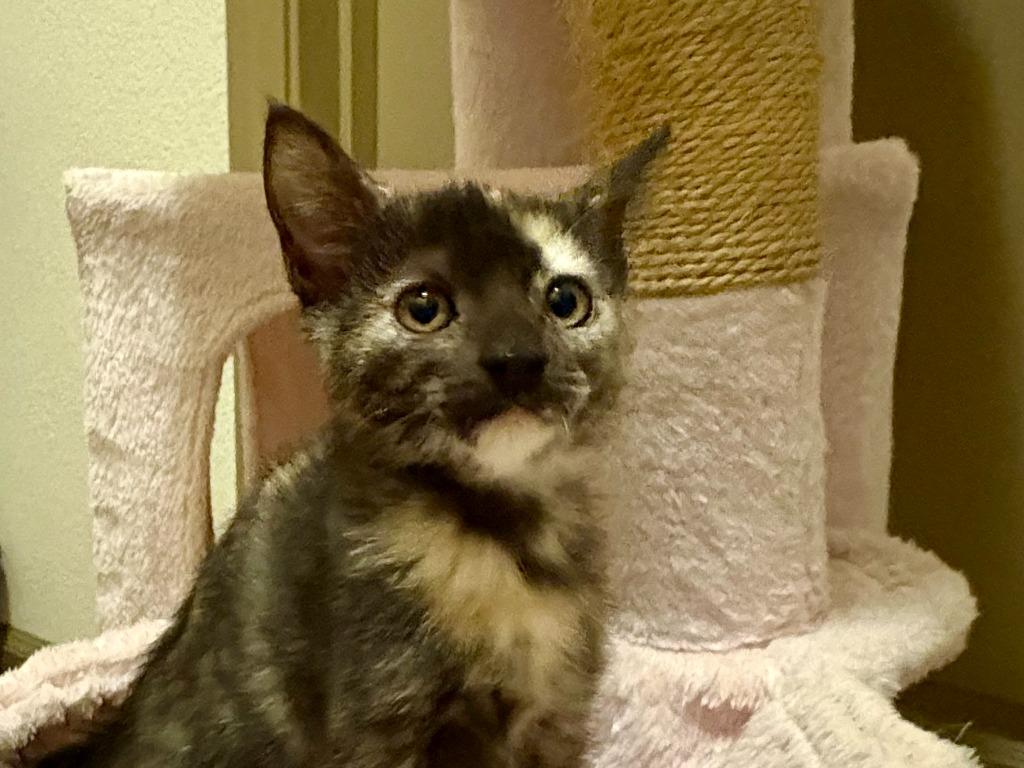 Laa-Laa, Adoptable, Kitten Female Tortoiseshell & Domestic Short Hair.