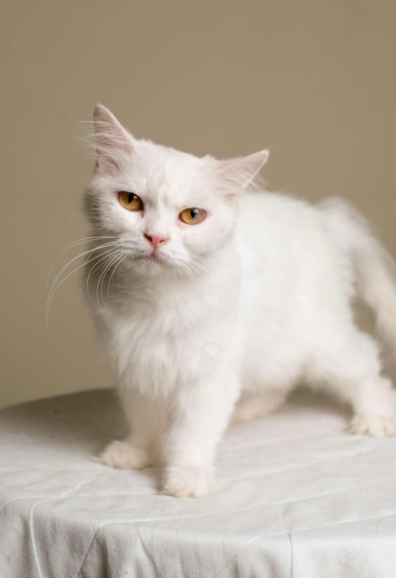 Enlarge Lyra, a Adoptable Persian in Mississauga, ON image 1/1