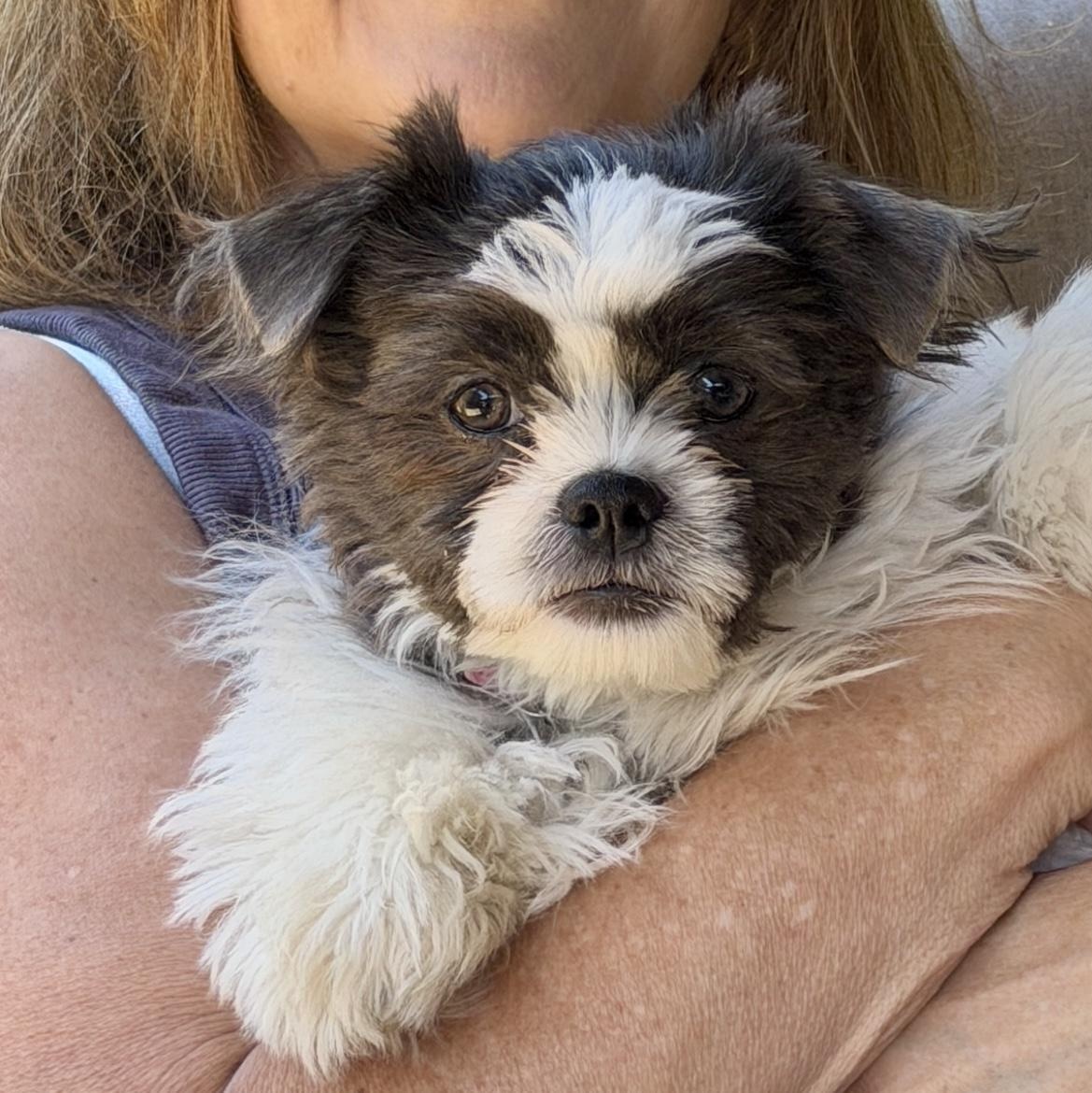 Axel, adopted, Puppy Male Havanese & Shih Tzu.