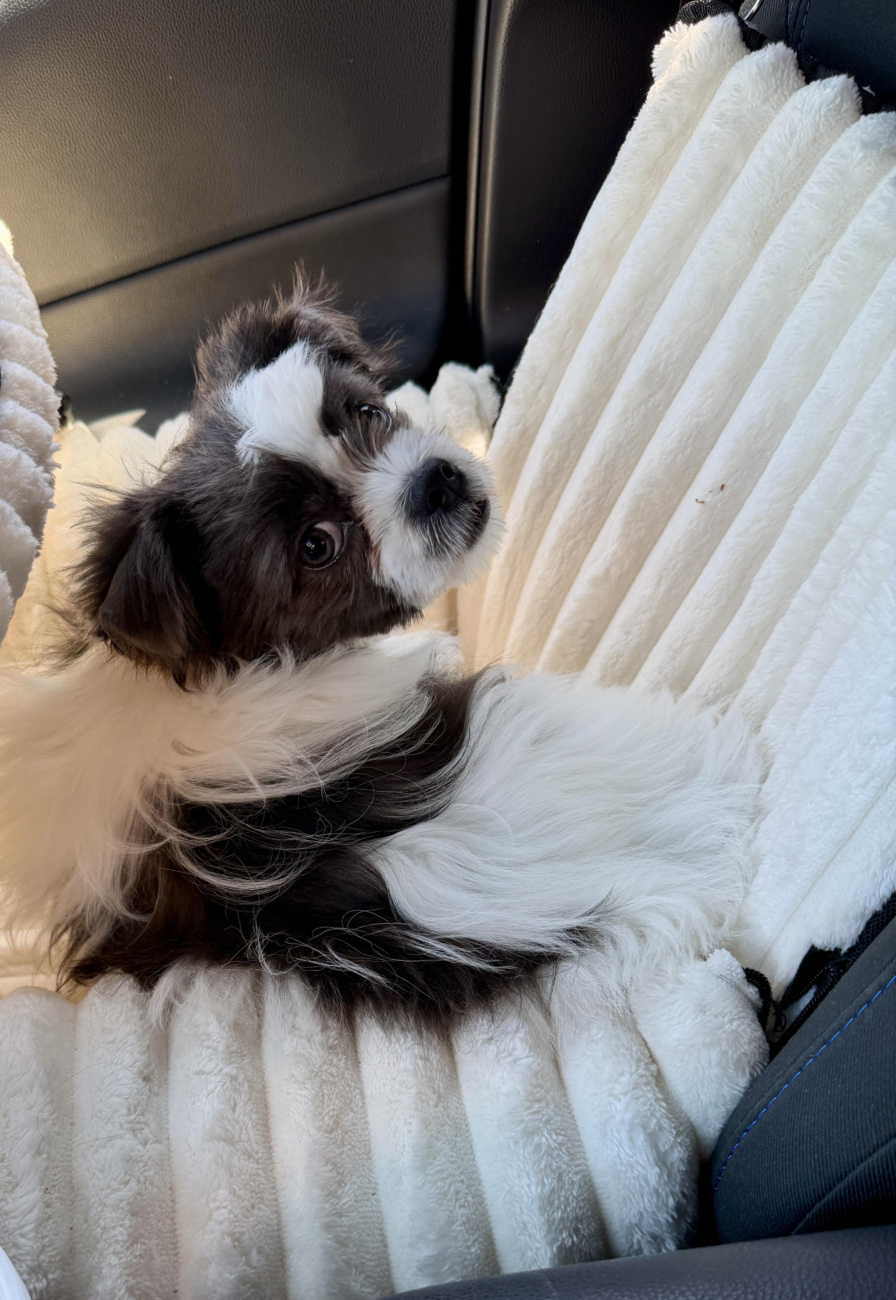 Axel, an adopted mixed breed in San Jose, CA image 2/2