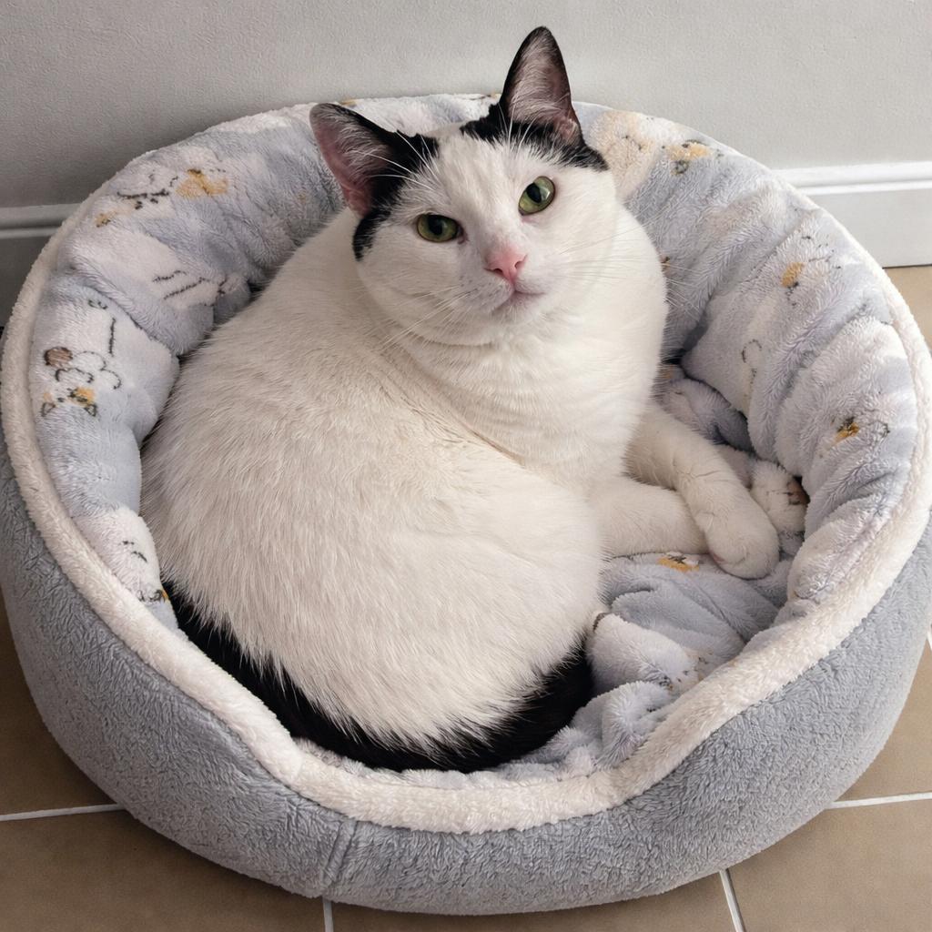 Enlarge Lulu – Bold Spirit, Effortless Style, a Adoptable Tuxedo in Hillsboro, TX image 1/6