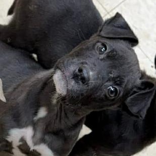 Ren, ADOPTABLE, Puppy Male Pit Bull Terrier.