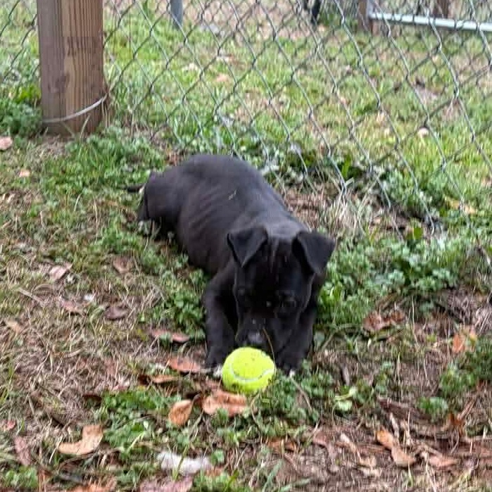 Enlarge Ren, a ADOPTABLE mixed breed in Bristol, VT image 2/2