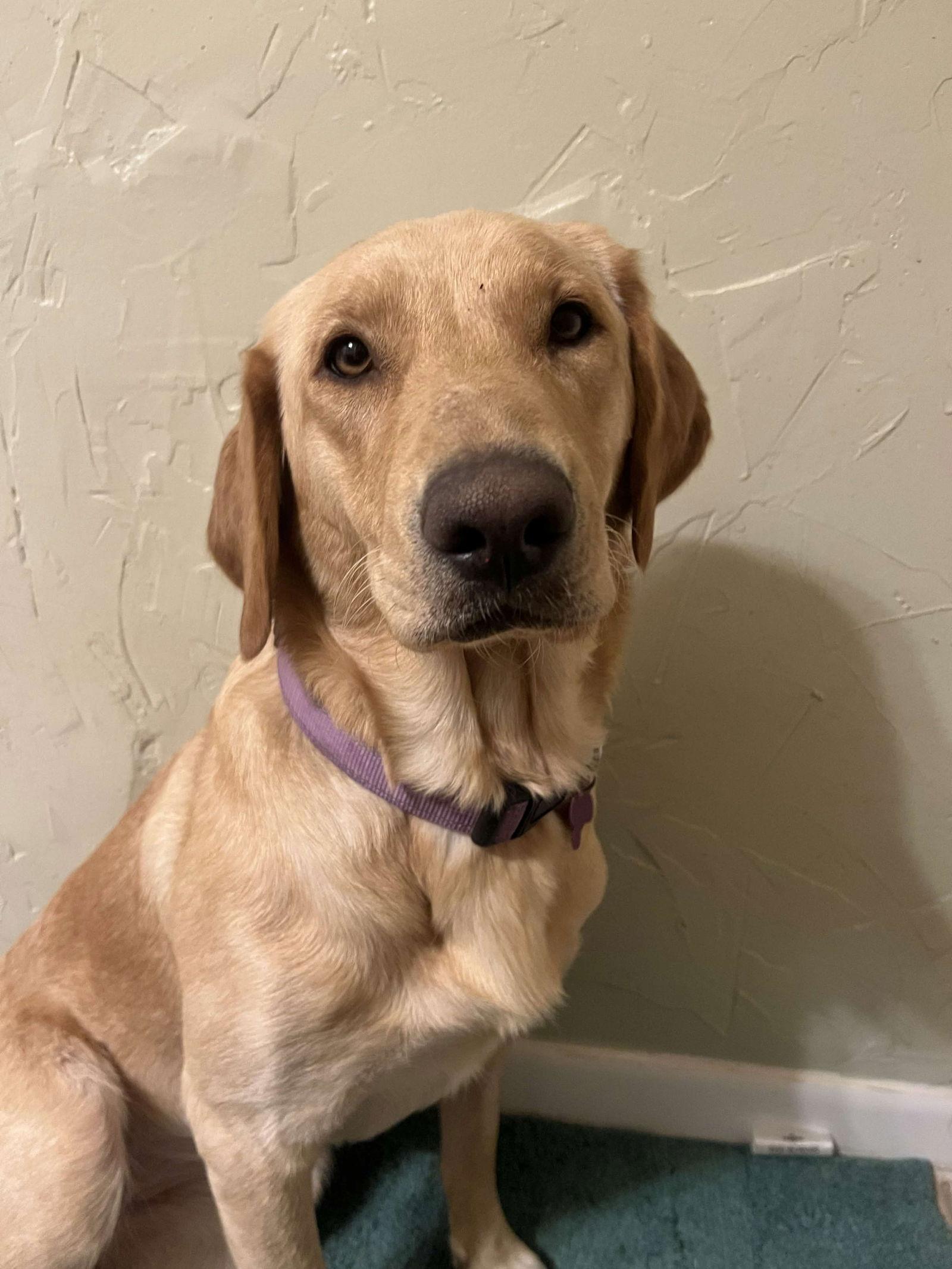 Icely, Adoptable, Adult Female Labrador Retriever.