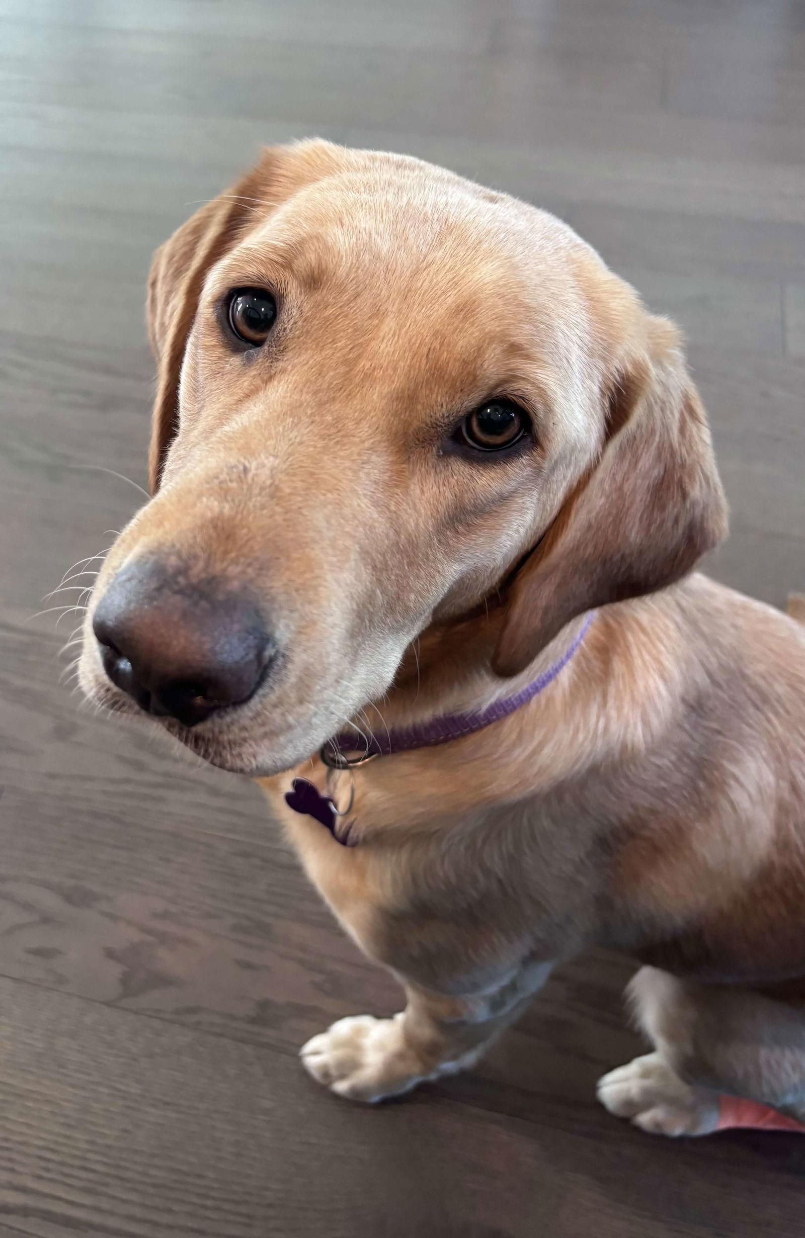 Icely, Adoptable, Adult Female Labrador Retriever.